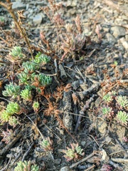 Sedum pallidum