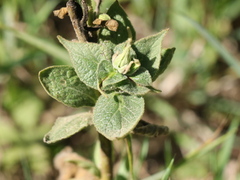 Verbascum phlomoides