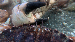 Romaleon antennarium