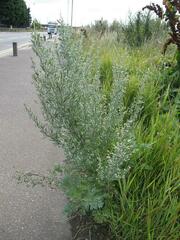 Artemisia absinthium