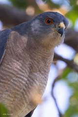 Accipiter badius sphenurus