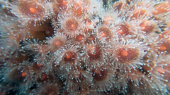 Corynactis californica