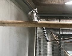 Lemur
