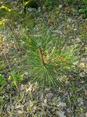 Pinus nigra pallasiana
