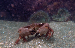 Romaleon antennarium