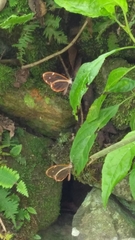 Pteronymia rufocincta