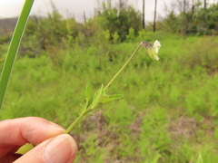 Viola arvensis