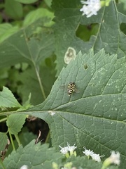 Xanthogramma flavipes