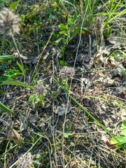 Clinopodium caucasicum