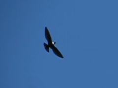 Streptoprocne zonaris