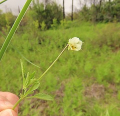 Viola arvensis