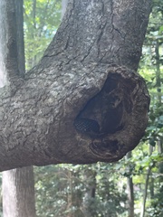 Pantherophis alleghaniensis