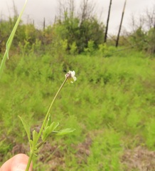 Viola arvensis