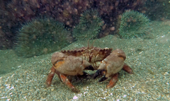 Romaleon antennarium