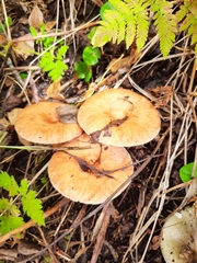 Lactarius deterrimus