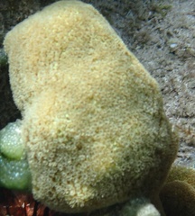 Porites