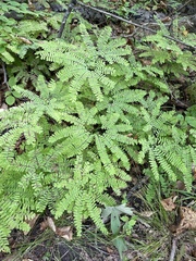 Adiantum pedatum