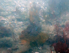 Hexagrammos decagrammus