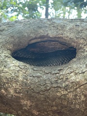 Pantherophis alleghaniensis