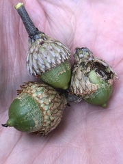 Quercus palustris