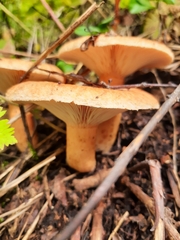 Lactarius deterrimus