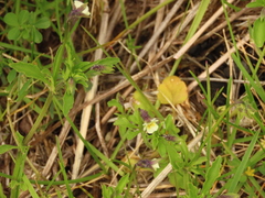 Viola arvensis