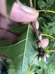 Quercus palustris