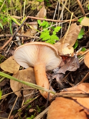 Lactarius deterrimus