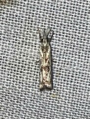 Microcrambus kimballi