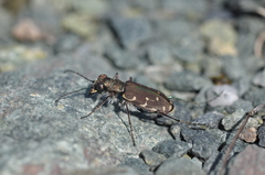 Cicindela duodecimguttata