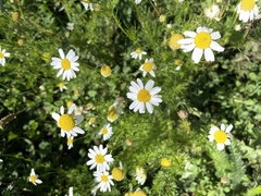 Tripleurospermum inodorum
