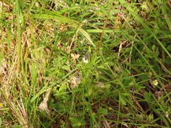 Viola arvensis