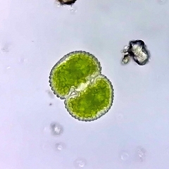 Cosmarium
