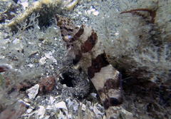 Oxylebius pictus