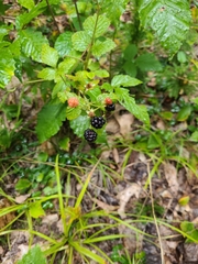 Rubus