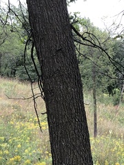 Quercus palustris