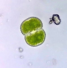 Cosmarium