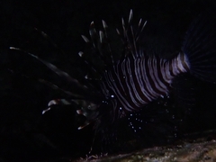 Pterois miles
