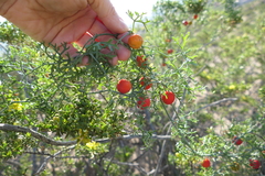 Ibervillea tenuisecta