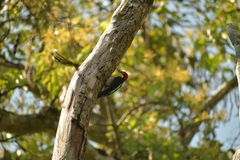 Melanerpes flavifrons