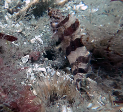 Oxylebius pictus