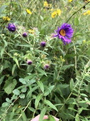 Symphyotrichum novae-angliae