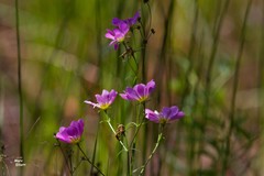 Sabatia kennedyana
