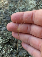 Aegilops triuncialis