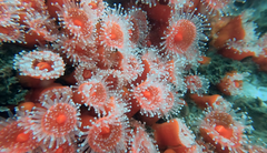 Corynactis californica