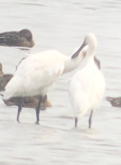 Platalea leucorodia
