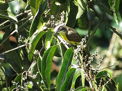 Myiozetetes cayanensis