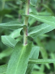 Symphyotrichum novae-angliae