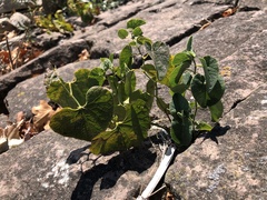Aristolochia clematitis