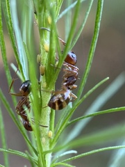 Camponotus subbarbatus